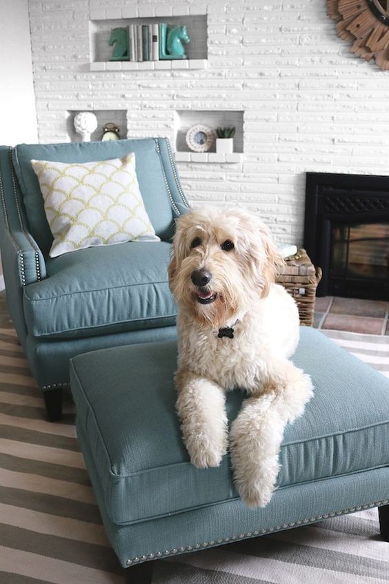 Espacio decorado con sillón y pouf de una casa con perros