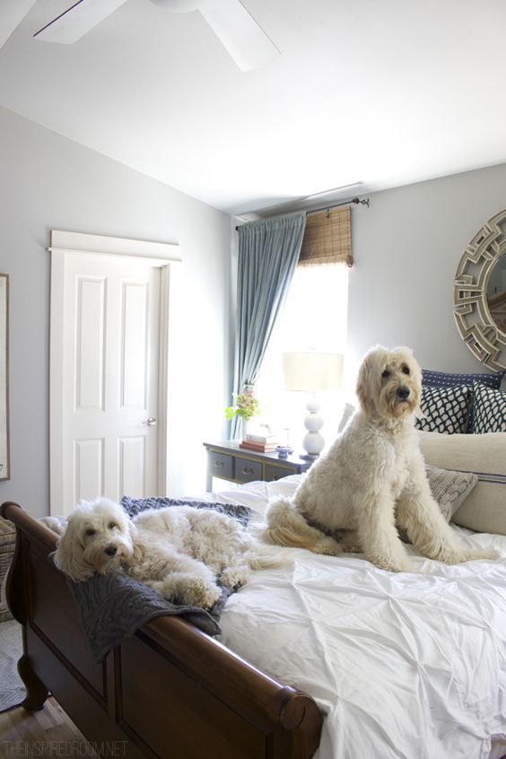 Dormitorio de estilo clásico en tonalidades azules y blanco de una casa con perros